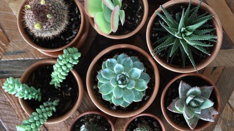 The 10 best places to buy plants online for 2024
