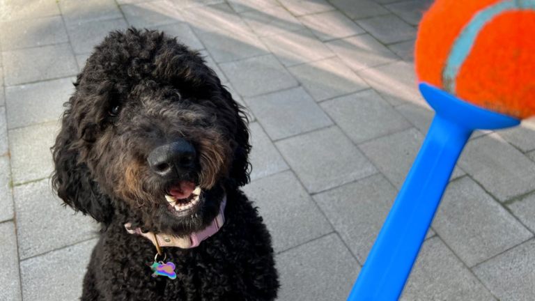 The best dog toys, according to the experts: Our dogs